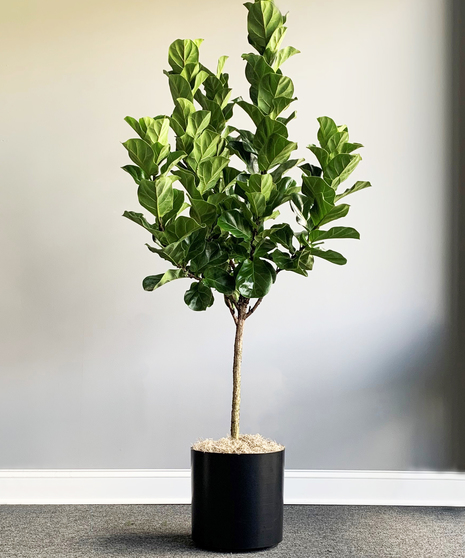 Ficus Fiddler Standard Premium