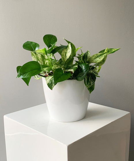 Easy Care Pothos