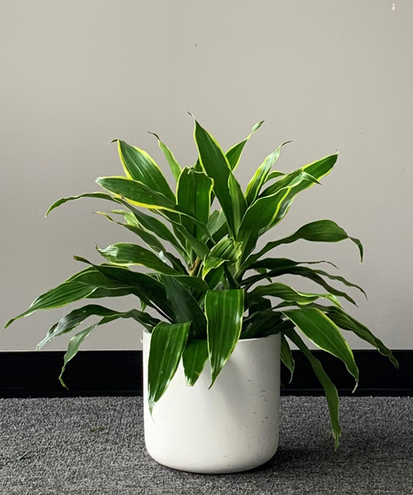 Dracaena Carmen Art