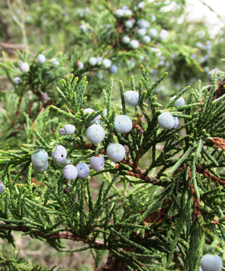 Blueberry Juniper Wintergreen