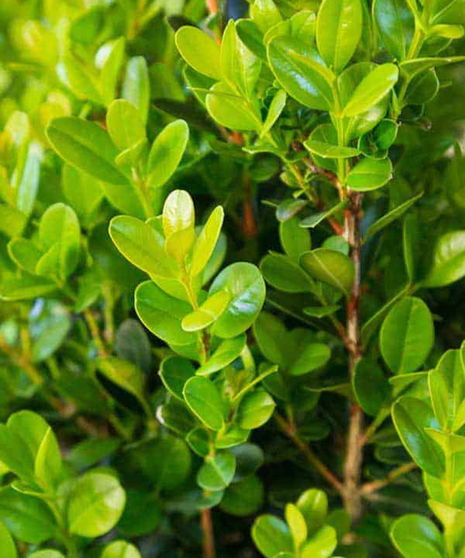 Boxwood Wintergreen