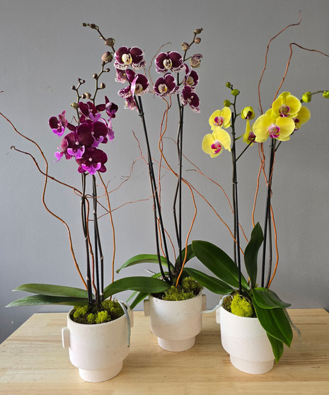 Double Stem Colored Orchid In Ceramic