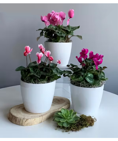 Blooming Cyclamen