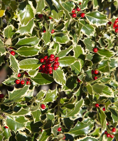 Holly Wintergreen