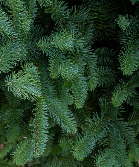 Noble Fir Wintergreen