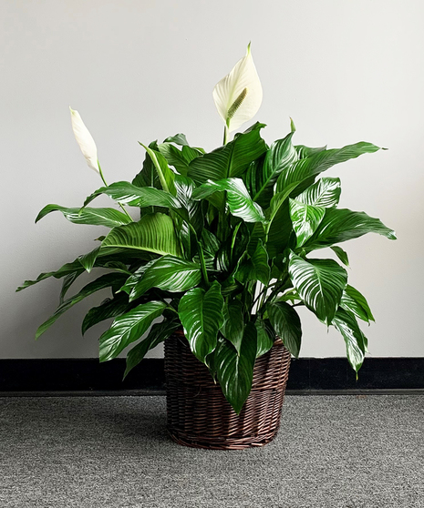 Peace Lily