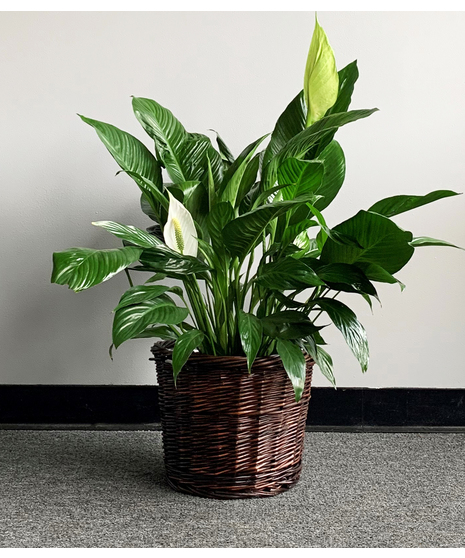 Peace Lily