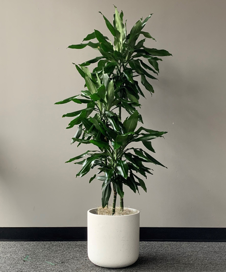 Dracaena Lind Cane Premium