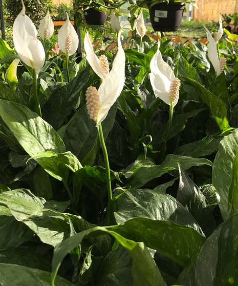 Bulk Spathiphyllum