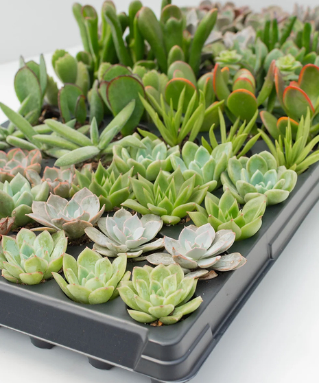 Bulk Succulents (32 count)