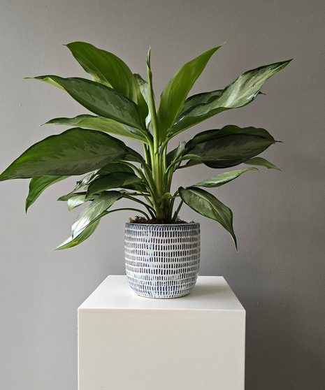 Aglaonema in Ceramic Classic