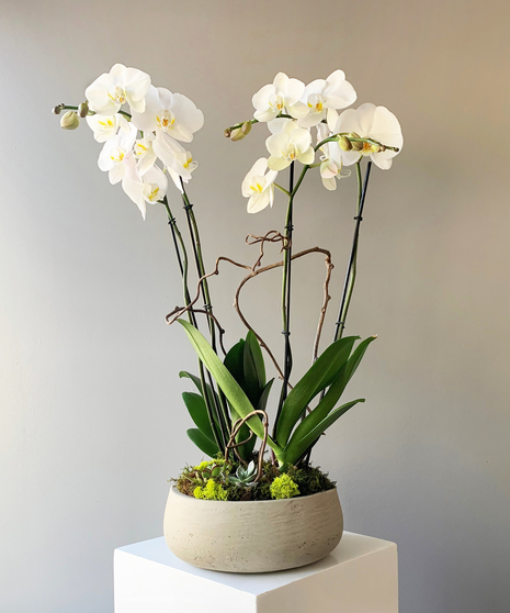 double-stem white orchid in a ceramic container