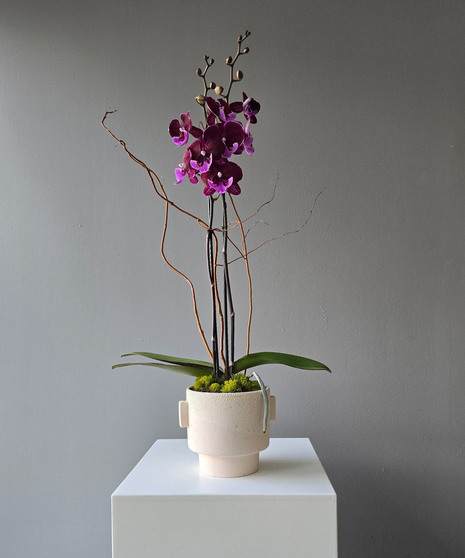 Purple Orchid Plant