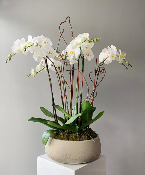 double-stem white orchid in a ceramic container