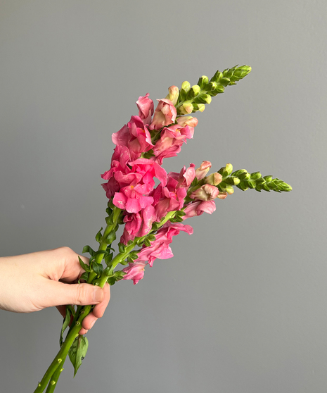 SNAPDRAGONS Hot Pink | Baltimore - Owings Mills (MD) Same-Day Flower ...