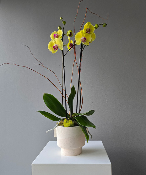 Yellow Orchid Plant