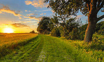 A dirt path bordered by grass and trees leads toward a setting sun against a blue sky with scattered clouds, surrounded by open fields and dense vegetation.